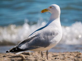 Seagull