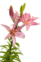 Flower of a pink lily, isolated on white background