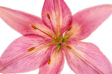 Naklejka na ściany i meble Flower of a pink lily, isolated on white background