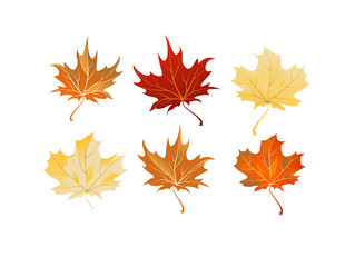 Maple leaves set
