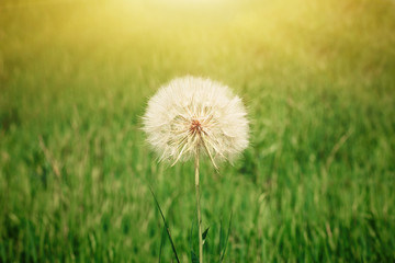 Dandelion seeds in the morning sunlight