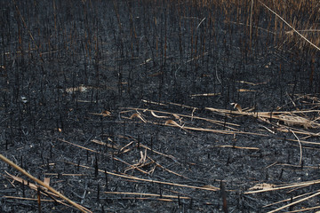 after the burnt ashes of reeds