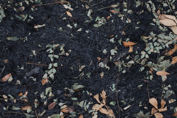 the leaves of the ash after the fire