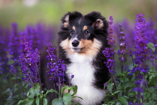 beautiful sheltie puppy portrait in summer flowers