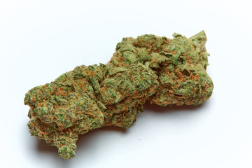 Close up of Laughing Buddha medical marijuana bud isolated on white background