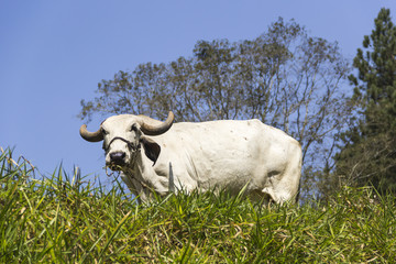 Obraz premium Boi pastando