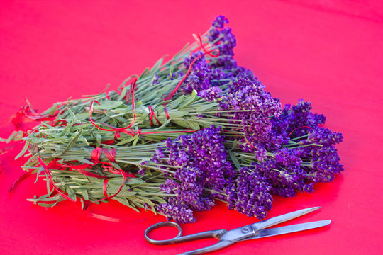 bunch of lavender on red background 