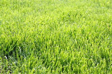 Bright green grass