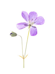 herbarium collection