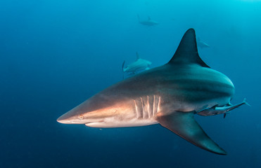 Blacktip shark