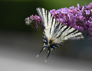 Fototapeta na wymiar Papillon sur BUDDLEIA