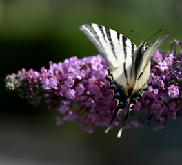 Papillon sur BUDDLEIA