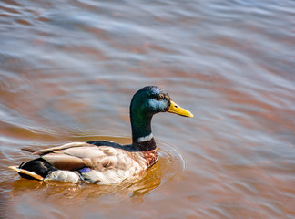 Ducks in the river