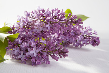 the Blue lilac on a wooden white table