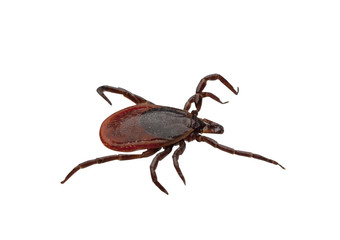 Close-up of isolated ixodid tick on a white background