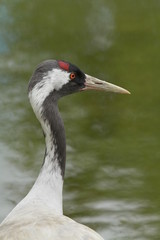 portrait de grue cendr&eacute;e