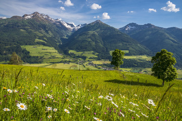 Fototapeta na wymiar Autriche/paysage avec champs fleuri et montagnes