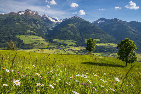 Autriche/paysage avec champs fleuri  et montagnes