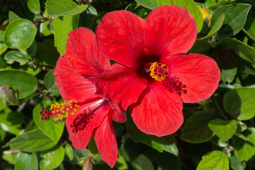 Red hibiscus flowers  - 163503112