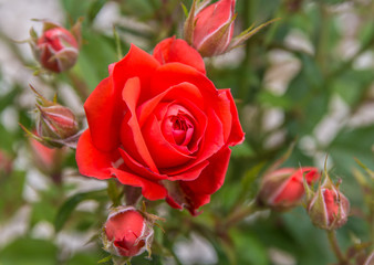 Bright red rose among rosebuds
