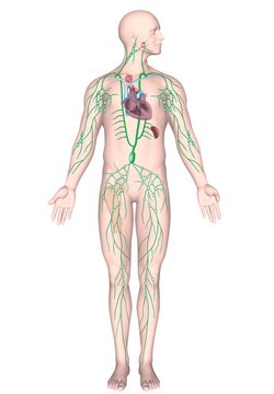 Human lymphatic system, unlabeled. 