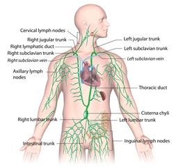 Lymphatic drainage from upper body, labeled