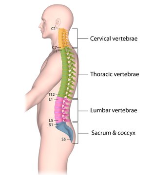 Spine anatomy, parts are color-coded