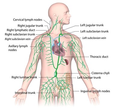 Lymphatic drainage from upper body, labeled