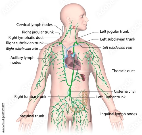 Image result for lymphatic drainage royalty free