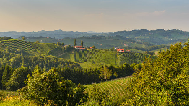 Styrian Tuscany Vineyard at summer sunset, Austria