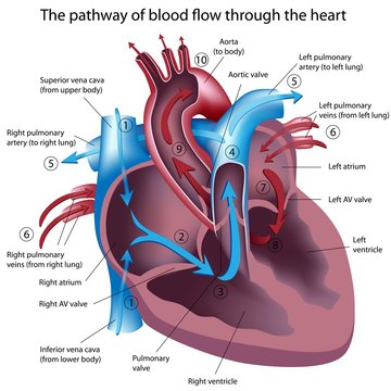 The pathway of blood flow through the heart, labeled. 