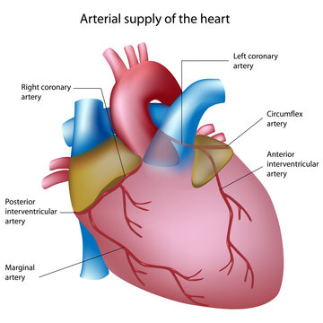 Blood supply to the heart, labeled. 