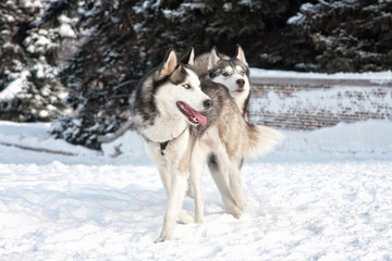 Siberian husky XVI