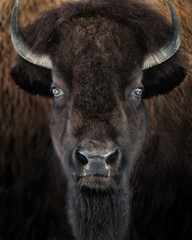 American Bison II