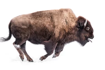 Foto op Plexiglas Amerikaanse bizon in sneeuw IV © Abeselom Zerit