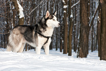 Siberian husky XIII