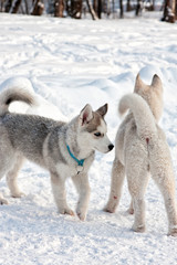 Siberian husky XI