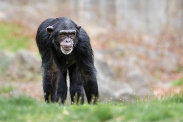 Chimpanzee XXXIII