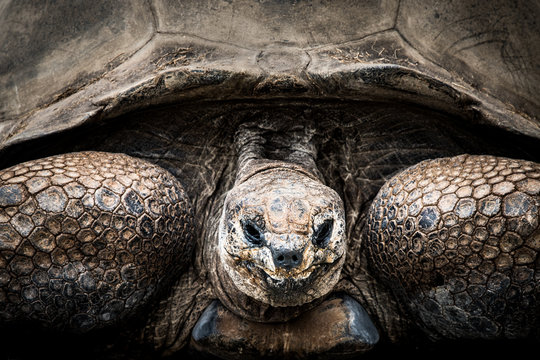 Aldabra Tortoise