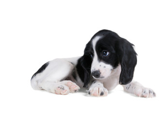 Puppy of Russian Spaniel puppy lies. Isolated on white background