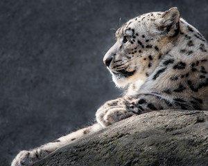 Snow Leopard XXXI