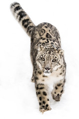 Snow Leopard on the Prowl IX