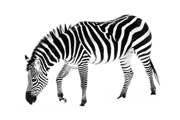 Fototapeta na wymiar Zebra in Snow V