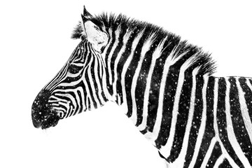 Fototapeta na wymiar Zebra in Snow VII