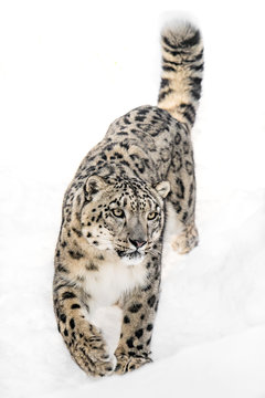 Snow Leopard on the Prowl XI