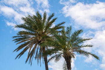 Obraz premium Palms against the sky