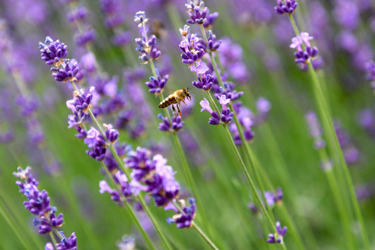 Bee on levander flower