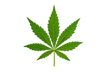 Marijuana leaf on white background - obrazy, fototapety, plakaty
