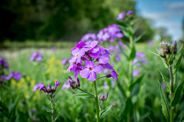 Little purple flower