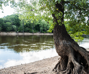 Mississippi Tree